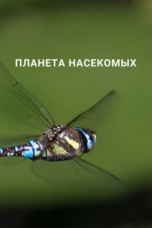 Планета насекомых в hd качестве